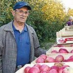 Јабука се по мирису познаје