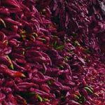 ”Витаминске” фасаде