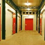 Јабука слатка целе године