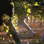 Нове плантаже под Опленцем