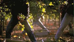 nove-plantaze-pod-oplencom