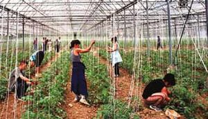 paradajz-sa-eko-ukusom