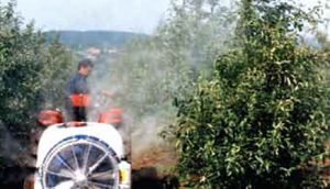 vinca-srpska-kalifornija