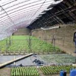 Парадајз из „зелене куће“