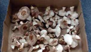 gljive-donose-zdravlje