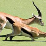 „Газелe“ траже информационе системе