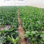 Златно поврће три генерације Шкодрић