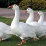 „ЕУРОПЕР“ ИЗВОЗИ У ЈАПАН: Девизни скупљачи перја