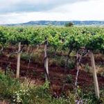 ТИКВЕШ: Вино није само бизнис, већ уживање у послу