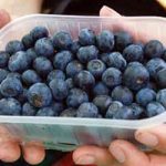 Од гајења боровнице сви на добитку