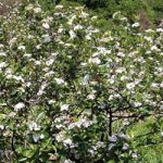 Аронија лечи и доноси зараду