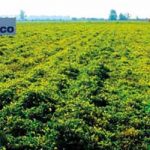 GLOBALNI LIDER POKRENUO PIONIRSKI PROJEKAT: PepsiCo gaji kikiriki u Španiji i Portugaliji