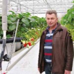 NIKOLA MILETIĆ, ODGAJIVAČ RASADA: Jagode “na sprat”