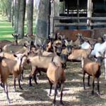 ГАЗДИНСТВО ЕМИЛА КЕЊЕРЕША: Панонски сир алпских коза