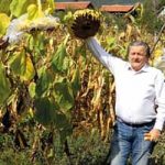 ЕКОЛОГИЈА ЈАЧА ОД ХЕМИЈЕ: Да шљива мирише на шљиву