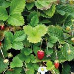 Мирис шумских јагода са плантаже