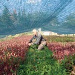 ЛЕКОВИТО БИЉЕ: Килограм цвета „дан и ноћ“ 20.000 динара