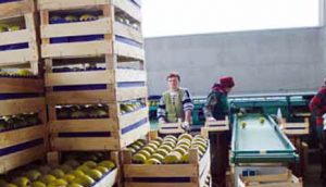 isplativo-je-ulagati-u-vocarstvo