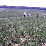 ПРОЈЕКАТ EXCHANGE 4: Бачка јагода постаје бренд