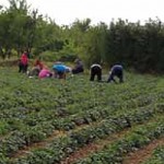 ЛЕСКОВАЧКИ ЈАГОДАРИ: Опор укус слатких плодова