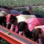 Краставци у Немачкој постижу добру цену