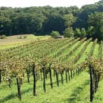 НИШКИ АТАРИ: Улог велики, зарада солидна