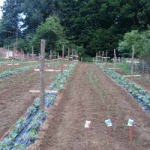 PORODIČNA PRERADA VOĆA I POVRĆA U SRCU ŠUMADIJE