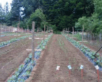 PORODIČNA PRERADA VOĆA I POVRĆA U SRCU ŠUMADIJE