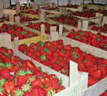 U OBROVCU NIČU NOVI ZASADI JAGODA