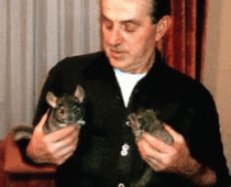 U ŠUMADIJI GAJE ČINČILE: Ulaganje se isplati