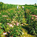 Neven i nana isplativiji od kukuruza