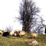 Еколошки козји сир и качкаваљ