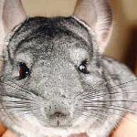 Крзно за којим даме губе памет