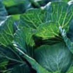 Девизна главица купуса