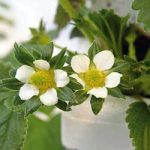 Како гаје јагоде „на спратове”