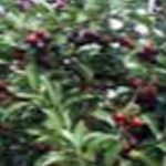 „Кап по кап“ до 500 тона воћа