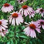 Мелеми са врха планине