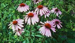 melemi-sa-vrha-planine