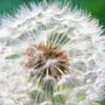 Светлуцави кромпир са генима медузе