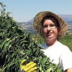 НА ПЛАНТАЖАМА У ПОДНОЖЈУ РТЊА РАСТЕ ДВА МИЛИОНА СТАБЉИКА КОНОПЉЕ: Канабис сатива из Сокобање