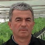 ПАУЛОВНИЈА НА ПРЕШЕВСКИМ ПОЉИМА, НА ЈУГУ СРБИЈЕ: Дрво будућности пружа могућност за добру зараду