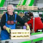 MK grupa širi voćnjak jabuka u Krčedinu