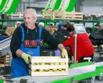 MK grupa širi voćnjak jabuka u Krčedinu