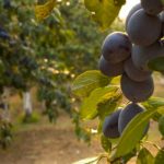 Besplatan softver za organske poljoprivrednike