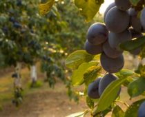 Besplatan softver za organske poljoprivrednike