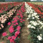 НАЈВЕЋИ ПРОИЗВОЂАЧ САДНИЦА РУЖА У ЈУЖНОЈ СРБИЈИ: „Шарл де гол“ и „Mарија калас“ у Србији и региону