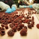 Nemačke kompanije zainteresovane za otkup organskog voća iz Srbije