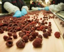 Nemačke kompanije zainteresovane za otkup organskog voća iz Srbije