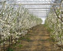 Španske kompanije na Sajmu poljoprivrede u Novom Sadu