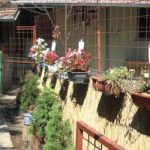 ГУЖВА У ХОТЕЛУ ЗА ПСЕ „ВЕЉОВИЋ“ НА ПЕРИФЕРИЈИ НИШКЕ БАЊЕ: Климатизовани пансион за четвороношце